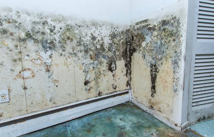 mold removal canton